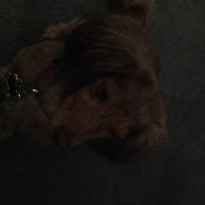 Meet your Posher, Cindy